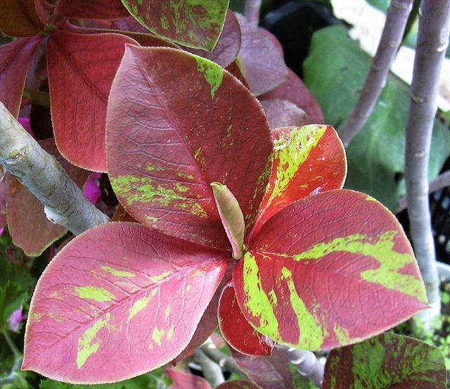 EUPHORBIA UMBELLATA,  esqueje 