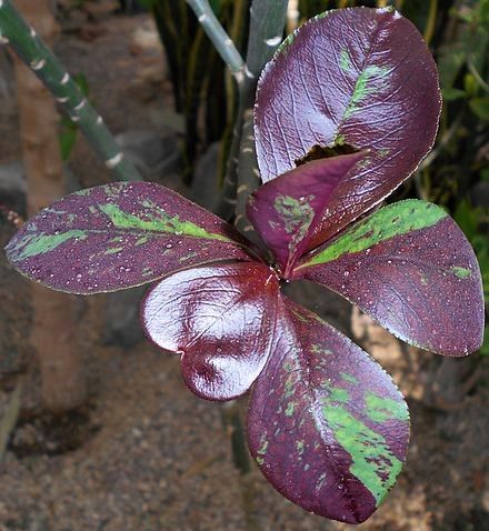 EUPHORBIA UMBELLATA,  esqueje 
