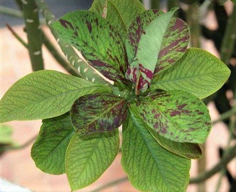EUPHORBIA UMBELLATA,  esqueje 
