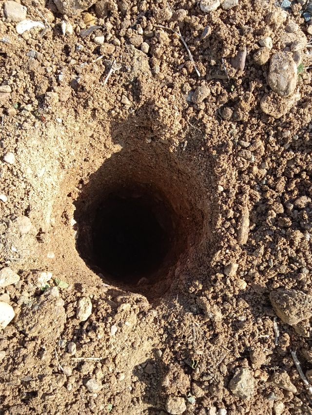 limpieza de pozos y poda