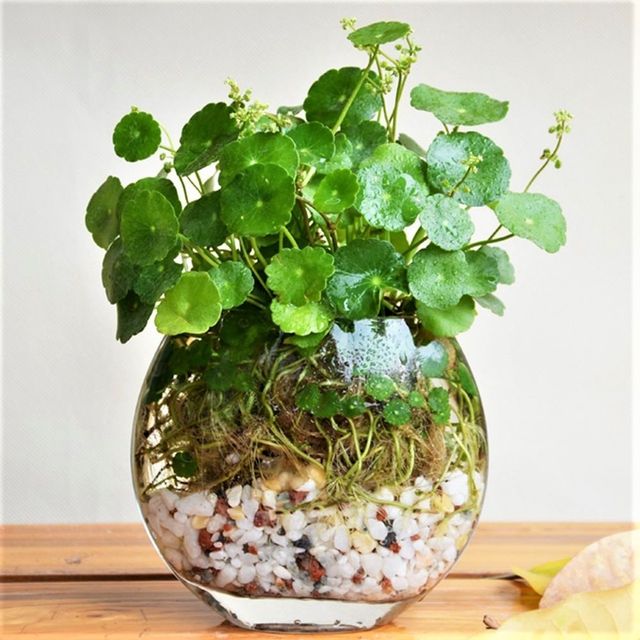 Planta OMBLIGO de VENUS (Hydrocotyle umbellata) 