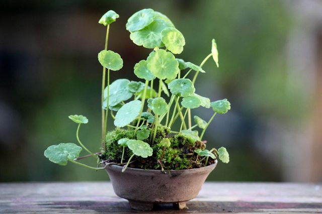 Planta OMBLIGO de VENUS (Hydrocotyle umbellata) 
