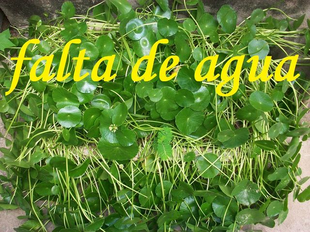 Planta OMBLIGO de VENUS (Hydrocotyle umbellata) 