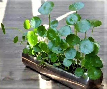 Planta OMBLIGO de VENUS (Hydrocotyle umbellata) 