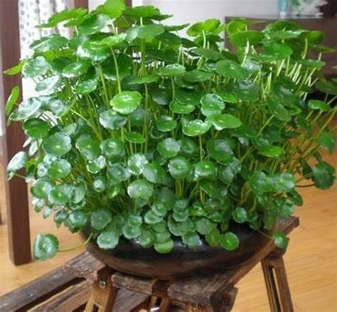 Planta OMBLIGO de VENUS (Hydrocotyle umbellata) 