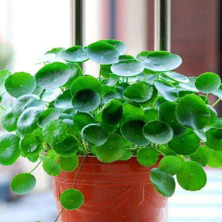 Planta OMBLIGO de VENUS (Hydrocotyle umbellata) 
