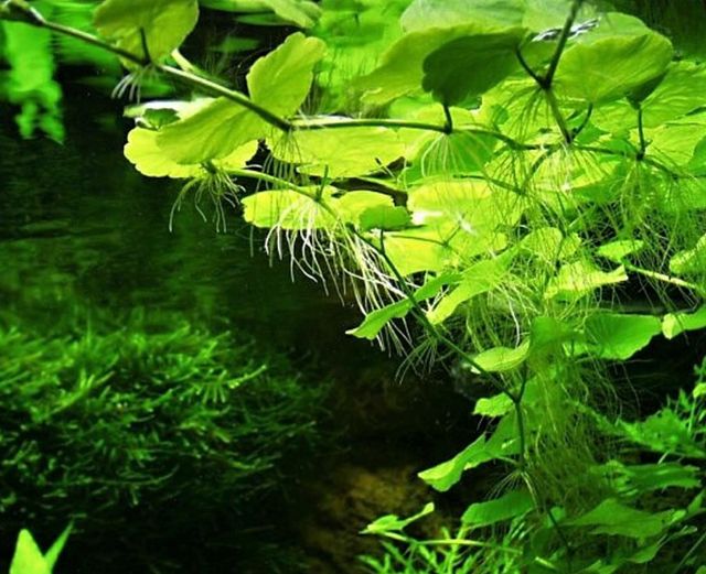 Planta OMBLIGO de VENUS (Hydrocotyle umbellata) 