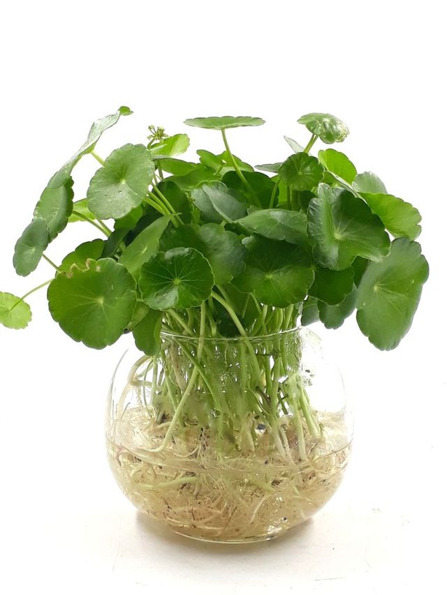 Planta OMBLIGO de VENUS (Hydrocotyle umbellata) 