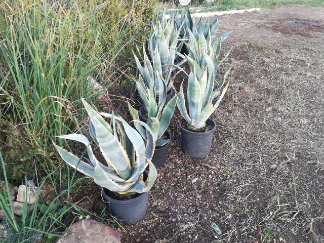Plantas de Agave