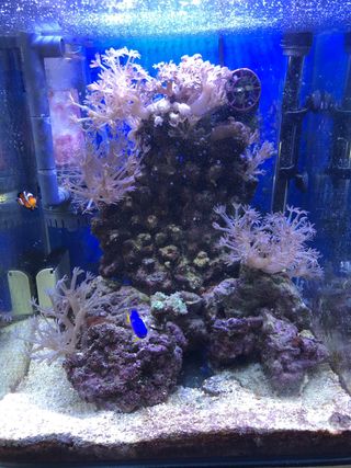 Acuario Marino De Segunda Mano En Puçol En Wallapop