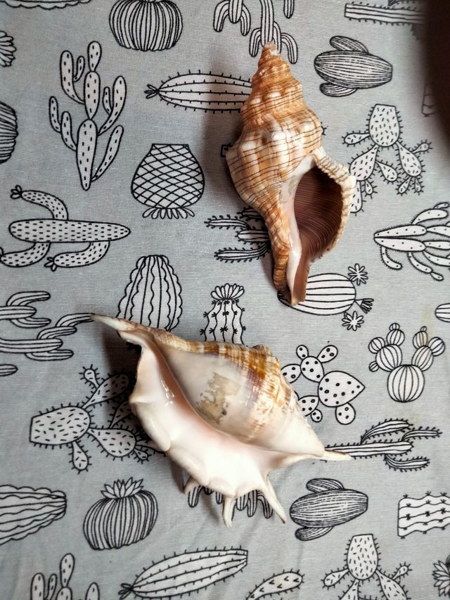 Caracolas decoración