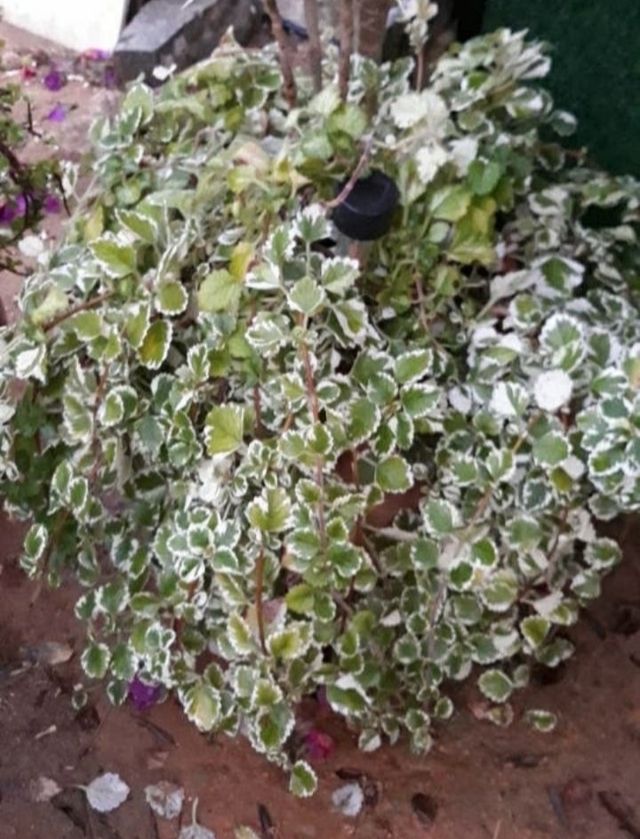 Planta Aromática del Incienso