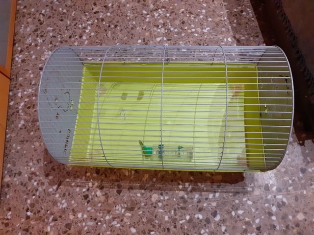 jaula cobaya