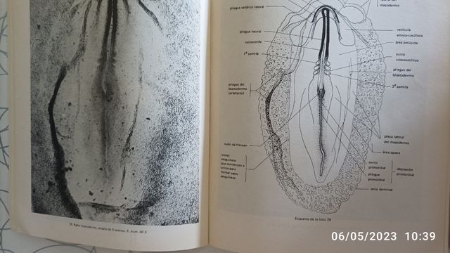 Atlas de Embriología