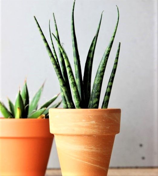 SANSEVIERIA FERNWOOD planta enraizada