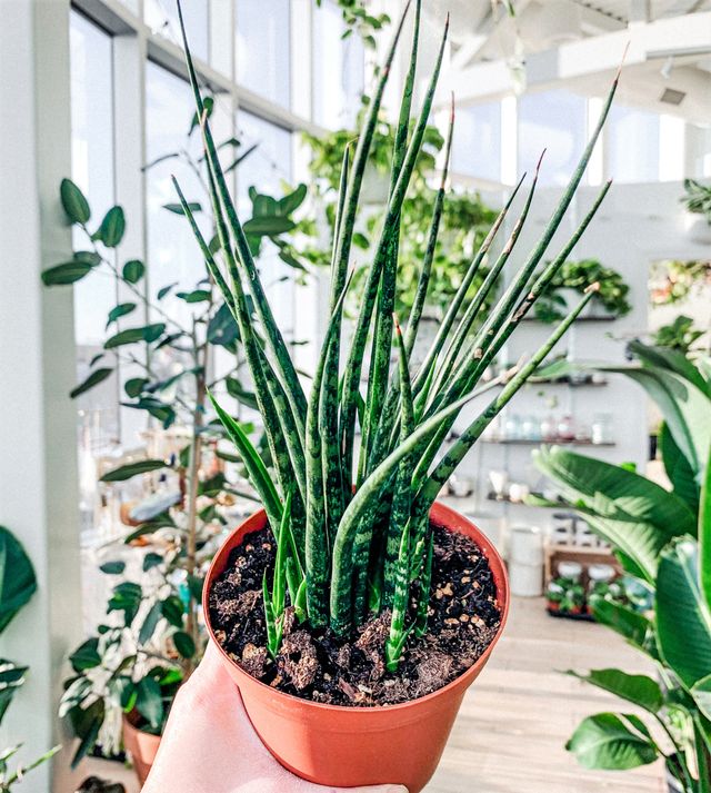 SANSEVIERIA FERNWOOD planta enraizada