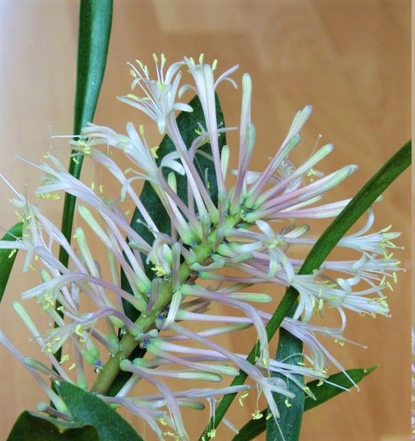 SANSEVIERIA FERNWOOD planta enraizada