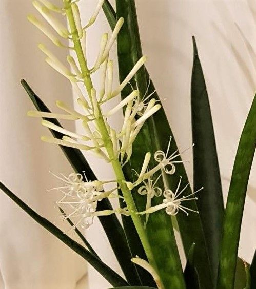 SANSEVIERIA FERNWOOD planta enraizada