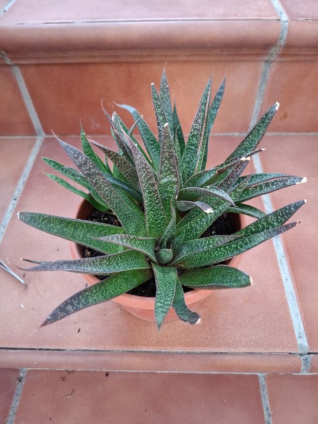 Aloe Aristata Haw. Maceta mediana