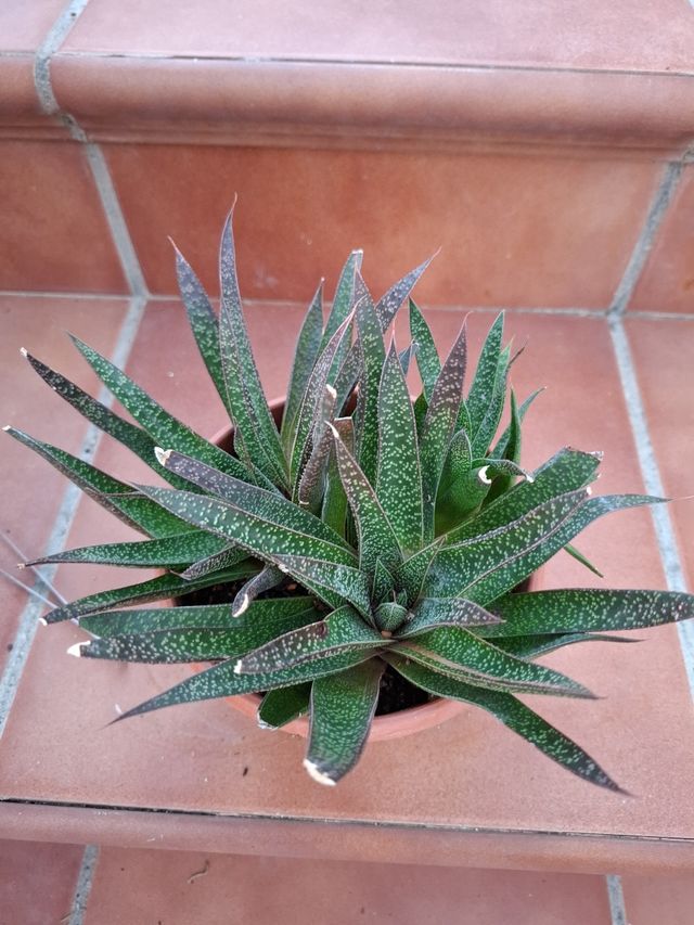 Aloe Aristata Haw. Maceta mediana
