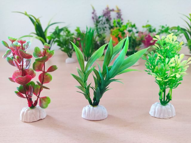 Plantas para pecera o decoración