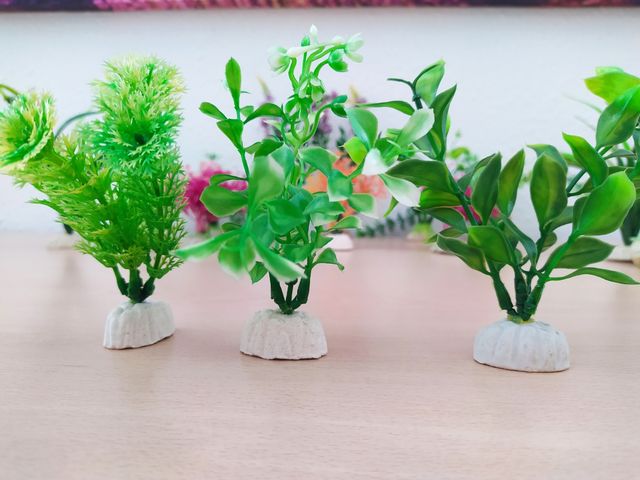 Plantas para pecera o decoración