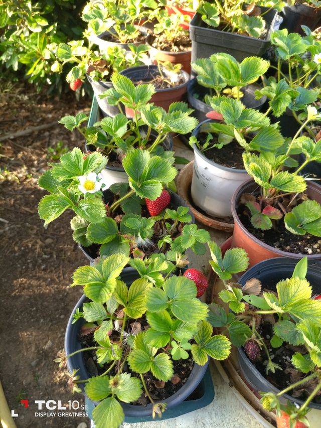 geranios cintas y fresas