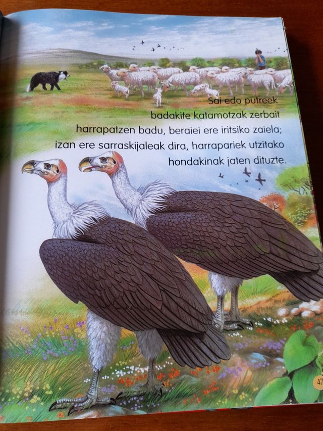 Libro Munduko Animaliak