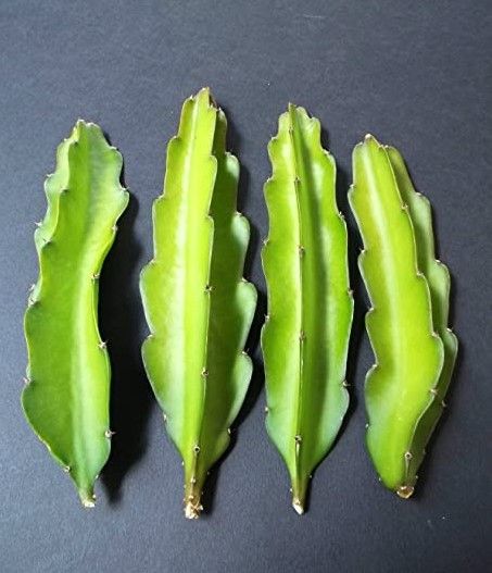 Esqueje de PITHAYA
