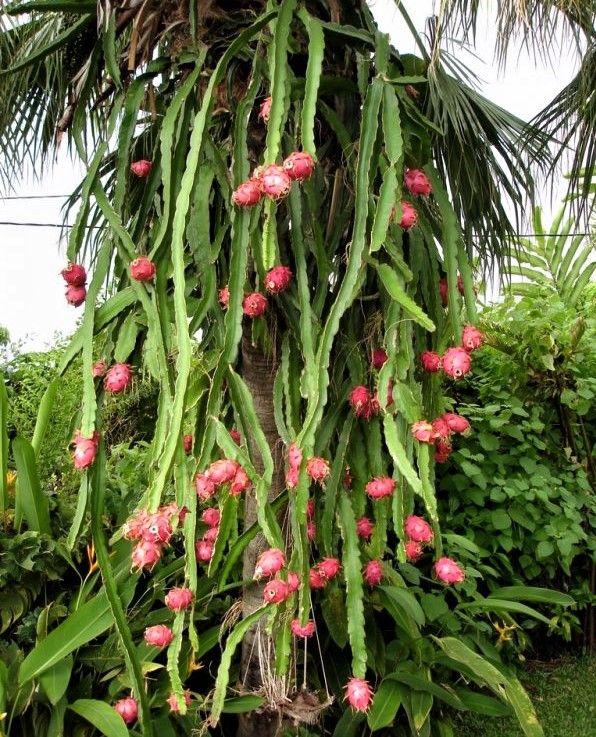 Esqueje de PITHAYA