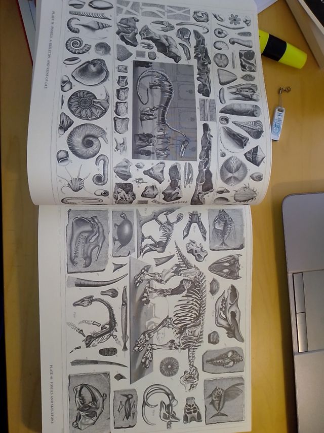 Enciclopedia delle illustrazioni