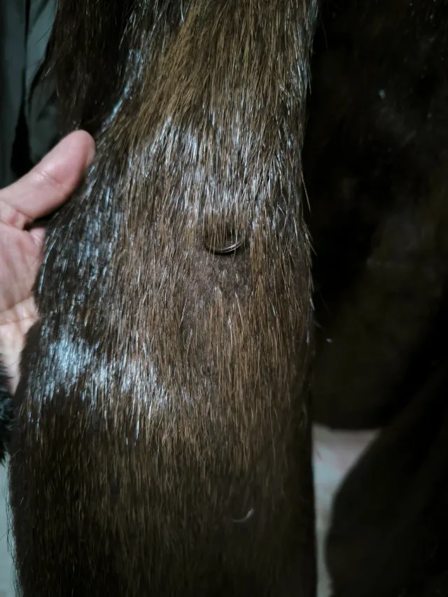 abrigo de pelo natural talla M