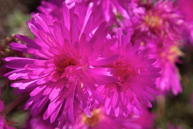 6 esquejes de RAYITO de SOL "Lampranthus multir"