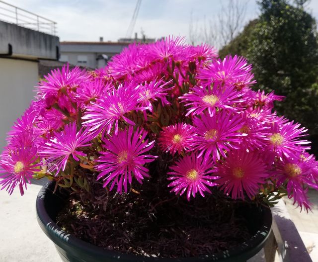 6 esquejes de RAYITO de SOL "Lampranthus multir"