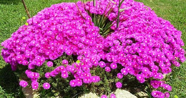 6 esquejes de RAYITO de SOL "Lampranthus multir"