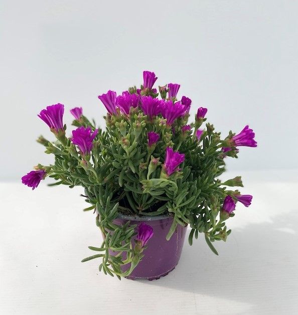 6 esquejes de RAYITO de SOL "Lampranthus multir"
