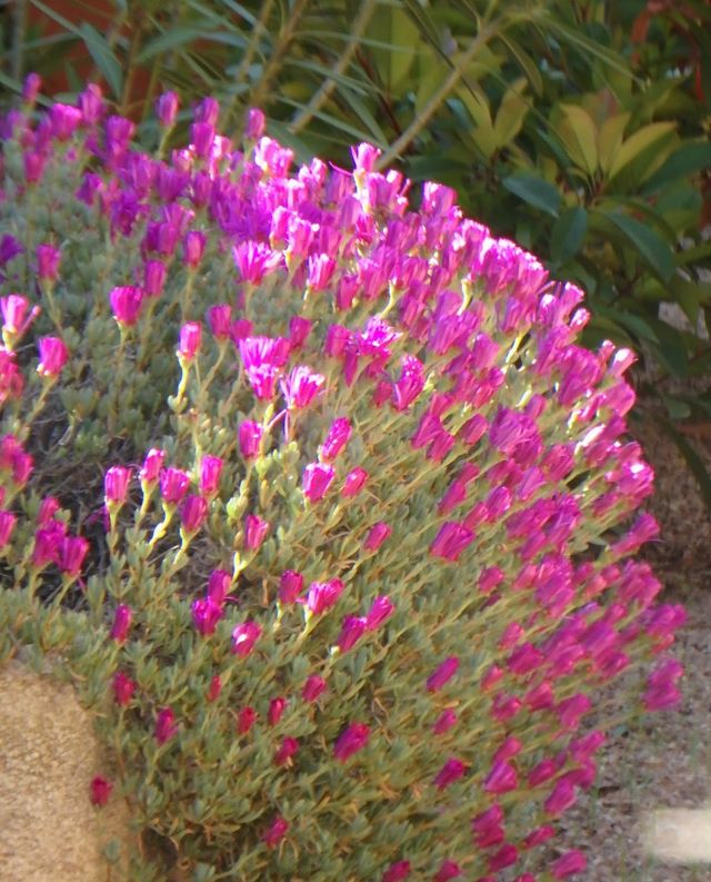 6 esquejes de RAYITO de SOL "Lampranthus multir"