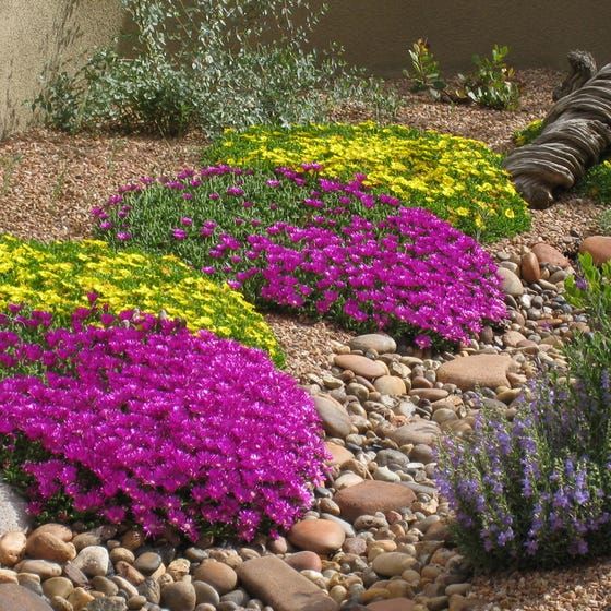 6 esquejes de RAYITO de SOL "Lampranthus multir"