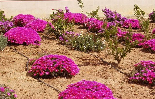 6 esquejes de RAYITO de SOL "Lampranthus multir"