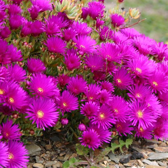 6 esquejes de RAYITO de SOL "Lampranthus multir"
