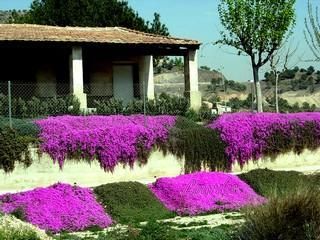 6 esquejes de RAYITO de SOL "Lampranthus multir"