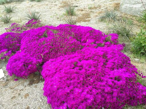 6 esquejes de RAYITO de SOL "Lampranthus multir"