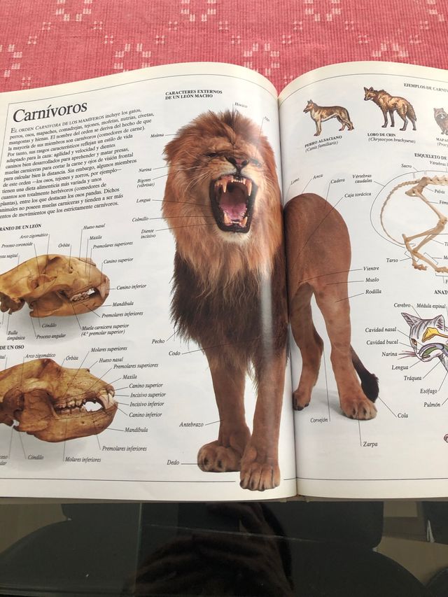 ENCICLOPEDIA VISUAL DE LOS SERES VIVOS