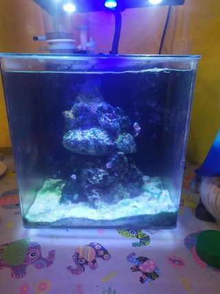 Acuario Marino De Segunda Mano En Alicante En Wallapop