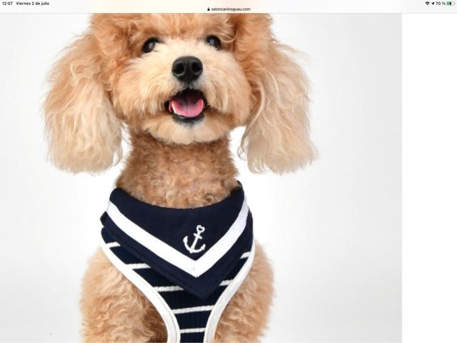 Arnés y correa para perro pequeño