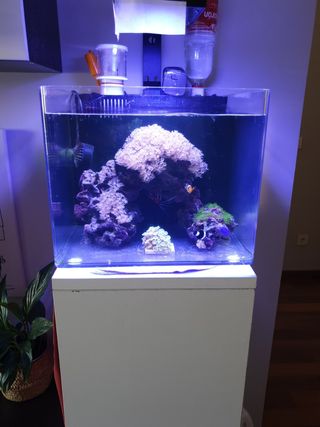 Acuario Marino De Segunda Mano En Granada En Wallapop