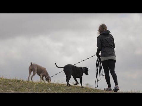 custode di animali a San vicente de la barquera