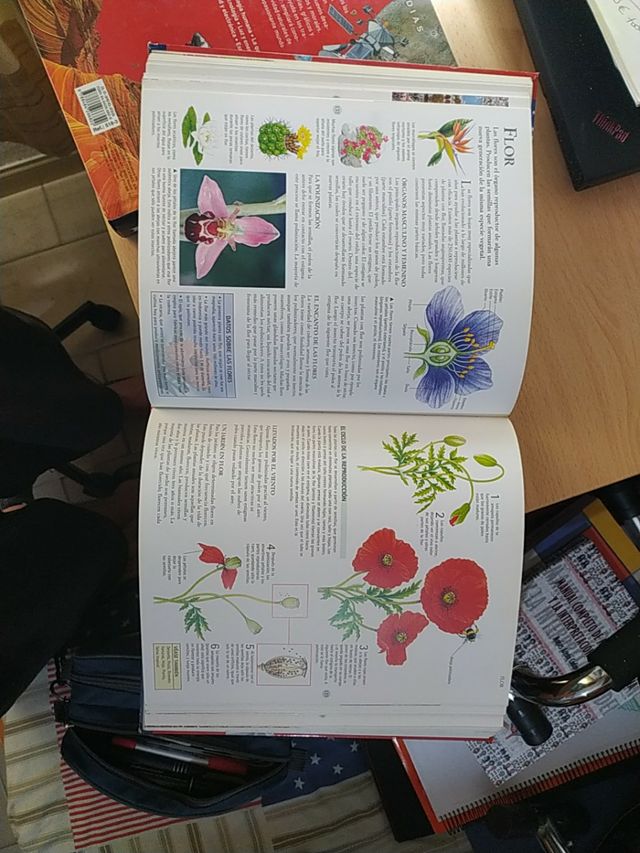 Pack 2 atlas ilustrados a color