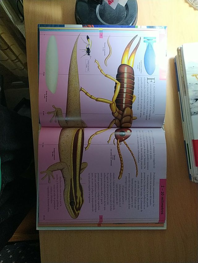 Pack 5 libros ilustrados