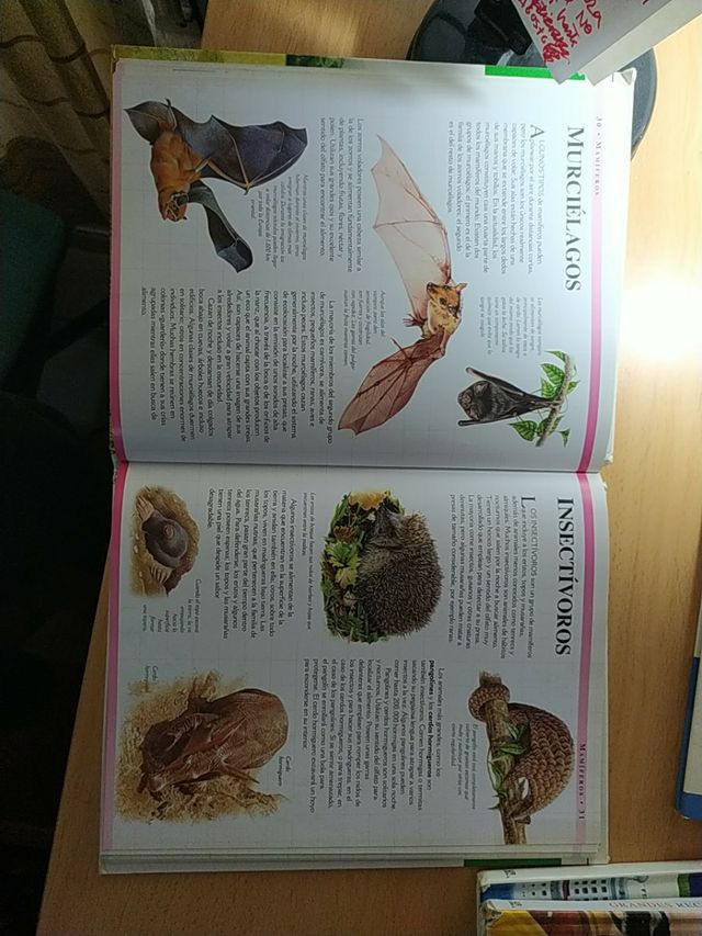 Pack 5 libros ilustrados